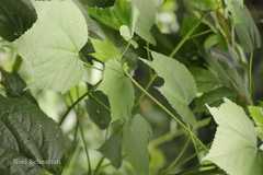 Hibiscus lunariifolius